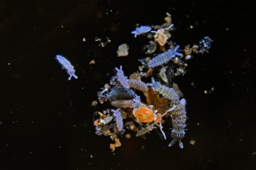 Baradla barlang (Hongrie) - Macrophotographie d'un groupe de collemboles et d'un Pygmarphopalites Aggtelelkiensis dans une flaque d'eau(SP-24-2042)